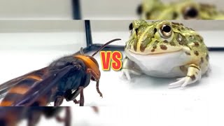 Frog vs Wasp You Wont Believe the Wasps Technical Attacks [upl. by Gennaro616]