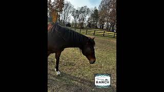 Meet Tater 16 year old Thoroughbred gelding therapyranch ewuineassistedpsychotherapy [upl. by Araj]