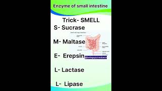 Trick to remember enzymes of small intestinebiologyhumanphysiologyphysiologyytshortstranding [upl. by Wahl]