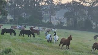 Into Big Dam  Glenworth Valley NSW Au [upl. by Nnagrom]