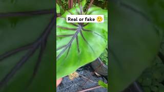 Colocasia varieties available cheapest rate plants gardening malayalam indoorplants waterplants [upl. by Iene956]