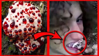 HYDNELLUM PECKII el hongo que exuda SANGRE 😱🍄🩸💉 [upl. by Lednek]