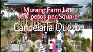 FARM LOT SA CANDELARIA QUEZON 850 PESOS PER SQM [upl. by Aldos899]