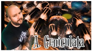 Brazilian white knee tarantula  acanthoscurria geniculata care video [upl. by Eiroj]