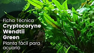 Ficha Técnica Cryptocoryne Wendtii Green  Cuidados Parámetros Propagación Como plantar [upl. by Issirk996]