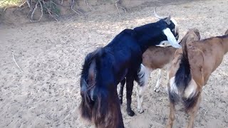 First Time Goat Sounds At Goat Farming  Bakri ki awaaz Mein [upl. by Lacagnia]