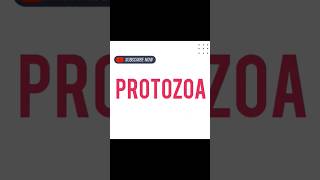 PROTOZOA [upl. by Aglo]