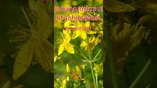 StJohnsWort [upl. by Minni]