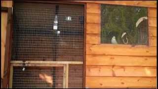 The Budgies In Their Winter Aviary Shed [upl. by Burne958]