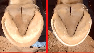 🐴Horses Hoof Trimming  Horses Hoof Deep Trimming and Cleaning [upl. by Eah]