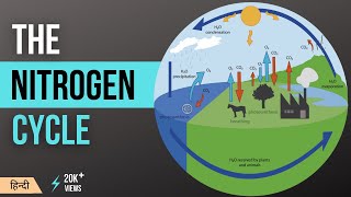 नाइट्रोजन चक्र  Nitrogen Cycle Explained  Definition Stages and Importance in Hindi MeraGuruji [upl. by Etezzil]