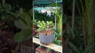 Crassula Plant plants nursery indoorplants outdoorplants youtubeshorts youtube youtube [upl. by Gnaw881]