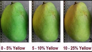 Mango Ripening Process How To Tell If Mangoes Are Ripe [upl. by Wentworth240]