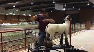 Shearing Lambs with Dr Ramsey [upl. by Ylliw]