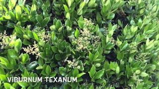 Ligustrum texanum Garden Center online Costa Brava  Girona [upl. by Ellenaj]