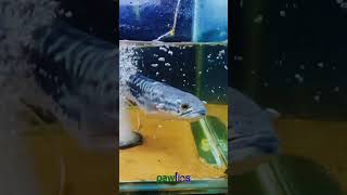 Micropeltes Feeding pawfins feedingvideo giantsnakehead Micropeltes prawns [upl. by Yrol]