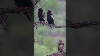 Bateleur Eagle  Female male amp juvenile [upl. by Zollie]