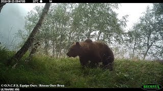 Vidéos et photos automatiques dours brun septembre 2018  ONCFS Equipe Ours [upl. by Eiramac]