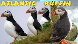 Atlantic puffin documentary [upl. by Burra3]