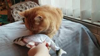 FLOPPING FISH CAT TOY REVIEW Was it a waste of money  Caturday [upl. by Olathe]