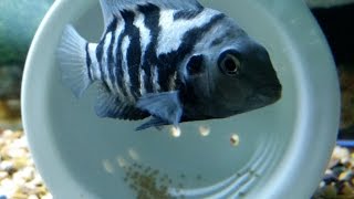 convict cichlid breeding female convict cichlid laying eggs [upl. by Anala215]