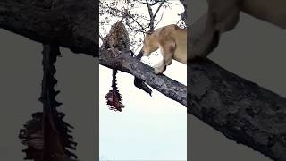 معركة قوية البوئة 🦁 و نمر🐯 الوشوش الغابة الحيوانات 🌳 [upl. by Enelhtac841]