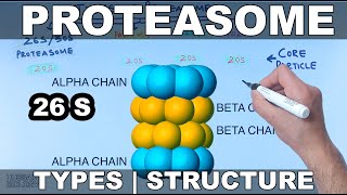 Proteasome  Types and Structures [upl. by Licha]