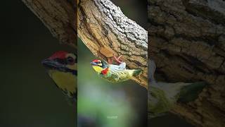 Coppersmith Barbet shorts birds photography [upl. by Hutner]