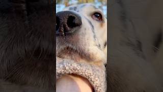 Life with an English Setter  part 6 doglife [upl. by Palermo]