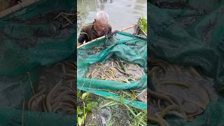 Trapping a lot of big eel fish with survival skills [upl. by Nnylrats544]