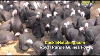 Royal Purple Guinea Fowl Breeder Flock  Cackle Hatchery [upl. by Whyte833]