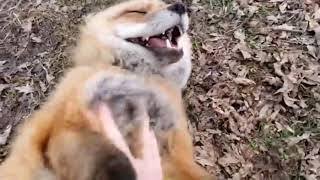 Just A Couple Giggling Foxes [upl. by Kerstin]