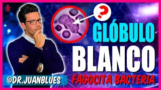 GLÓBULO BLANCO vs BACTERIA EXPLICADO [upl. by Liman664]