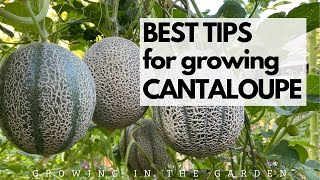 BEST TIPS for growing CANTALOUPE Grow SWEET FLAVORFUL cantaloupe with these tips [upl. by Ynagoham]