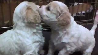 Cavachon Puppies 2 [upl. by Arhoz]