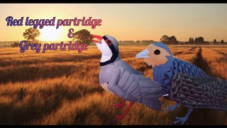 NEW Partridges Red legged Partridge and Grey Partridge [upl. by Mikihisa]