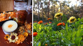 How to Grow Harvest and Use Calendula🌼🧡 How to Make Calendula Balm [upl. by Aalst]