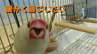 寒い冬を乗り切る文鳥の飼育環境 Java Sparrow [upl. by Millham]