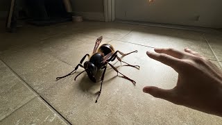 this hornet tried to STING me [upl. by Wright]