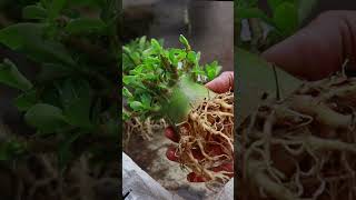 The Ornamental Plant Adenium Arabicum Desert Rose Bonsai Obesum flower [upl. by Nnailuj128]