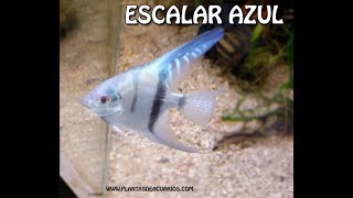 Pez Escalar azul [upl. by Asilanom]