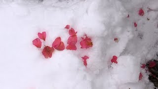 雪とサザンカ Flowers and Snow  Beautiful Winter Flower in Japan [upl. by Mount]