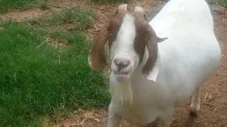 Capra aegagrus hircus Goats Joat Mans Animal Corner [upl. by Dorothy]