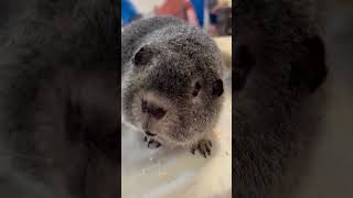 This Rex guinea pig looks like a big ball of wire wool stunning cavy guineapigs [upl. by Inattyrb]