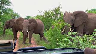 Camp George Simbavati  Klaserie Game Reserve South Africa [upl. by Schilit]