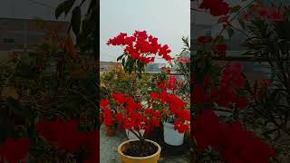 Bougainvillea flower natureslover beautiful flower tarrece garden youtubeshorts ytshorts [upl. by Menon786]