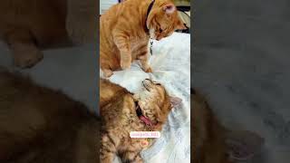 Cats fight cats cutecatsforyou funnytiktok funnyvideos usa funnyanimals fypシ viral funnyca [upl. by Anicart868]