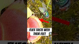 Fly Uses Feet to Taste Nectar Turns Around Gets Caught [upl. by Fusco]