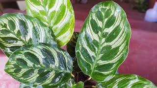 Calathea Plant Care Calathea Makoyana Hard to care plant best ornamental plant [upl. by Brandie807]