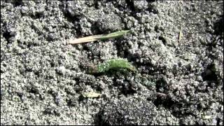 WARNING Before You Attack Army Worm And Lawn Grubs Watch This Video [upl. by Gabbie]